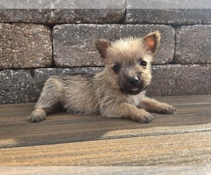 Cairn Terrier Puppy for sale in CARLYLE, IL, USA