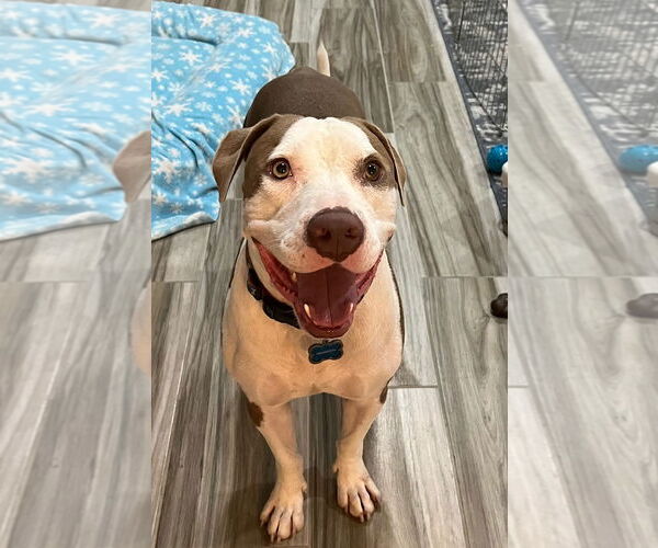 Medium Photo #8 American Pit Bull Terrier-Unknown Mix Puppy For Sale in phoenix, AZ, USA