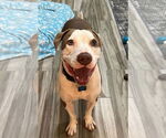 Small #7 American Pit Bull Terrier Mix