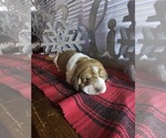 Puppy Teal Basset Hound