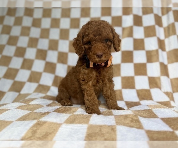 Medium Photo #4 Cockapoo (Miniature) Puppy For Sale in LAKELAND, FL, USA