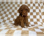 Small #3 Cockapoo (Miniature)