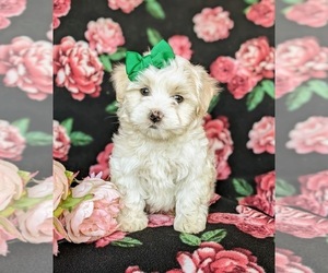 Maltese Puppy for sale in ATGLEN, PA, USA