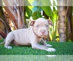 Small Photo #8 American Bully Puppy For Sale in DELTONA, FL, USA