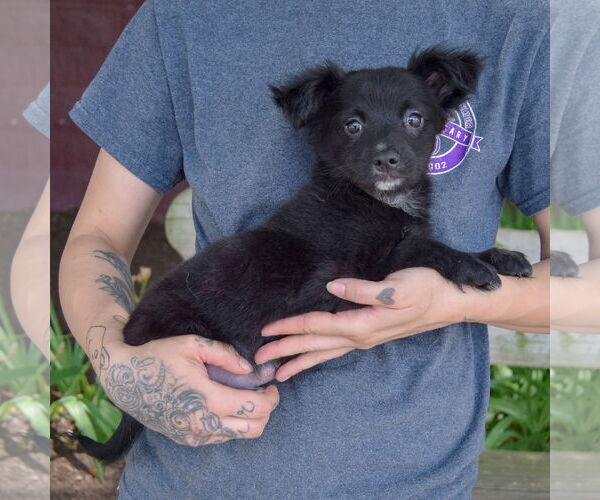 Medium Photo #2 Chiranian Puppy For Sale in Huntley, IL, USA