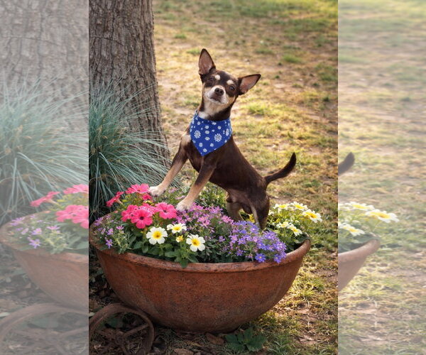 Medium Photo #1 Chihuahua-Unknown Mix Puppy For Sale in Euless, TX, USA