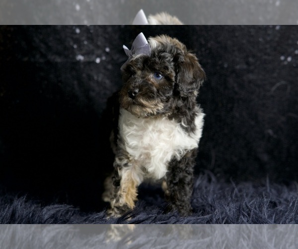 Medium Photo #5 Poodle (Toy) Puppy For Sale in WARSAW, IN, USA