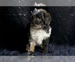 Small #4 Poodle (Toy)