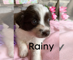 Puppy Rainy Miniature Australian Shepherd