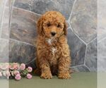 Small Photo #4 Poodle (Miniature) Puppy For Sale in MILL HALL, PA, USA