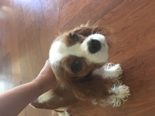Mother of the Cavalier King Charles Spaniel puppies born on 06/09/2018