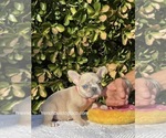 Puppy 2 French Bulldog