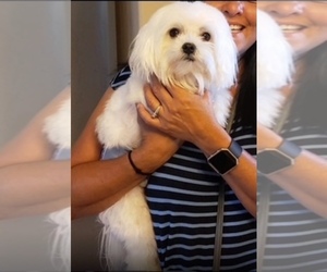 Father of the Maltese puppies born on 04/28/2026