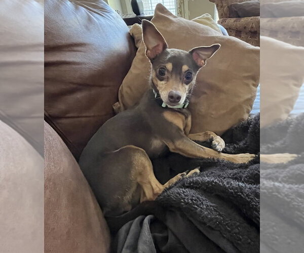 Medium Photo #3 Chihuahua-Unknown Mix Puppy For Sale in Mooresville, NC, USA