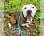 Small American Pit Bull Terrier