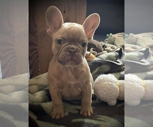French Bulldog Puppy for sale in GREENWOOD, IN, USA