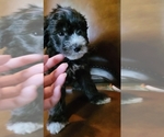 Puppy Jacqueline F2 Aussiedoodle