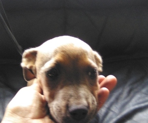 Miniature Pinscher-Plott Hound Mix Puppy for sale in OCALA, FL, USA