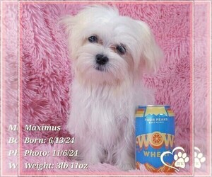 Maltese Puppy for sale in TEMPE, AZ, USA