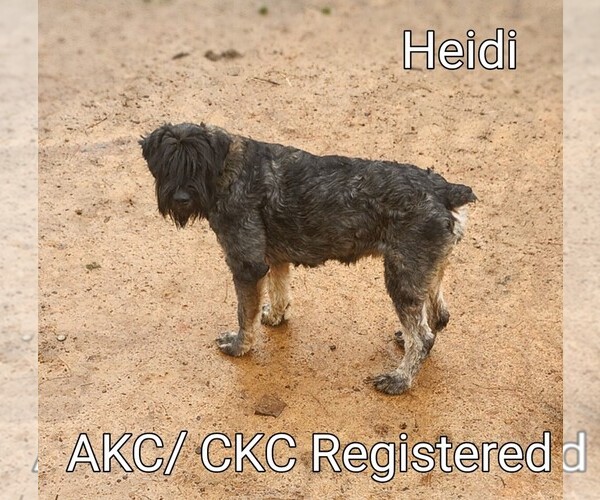 Medium Photo #1 Schnauzer (Giant) Puppy For Sale in JASPER, AL, USA