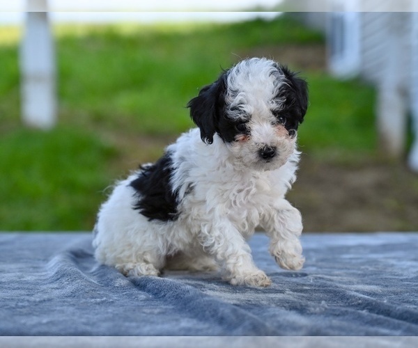 Medium Photo #3 Poodle (Toy) Puppy For Sale in MILLERSBURG, OH, USA