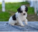 Small #2 Poodle (Toy)