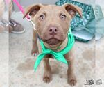 Small #8 Labrador Retriever Mix