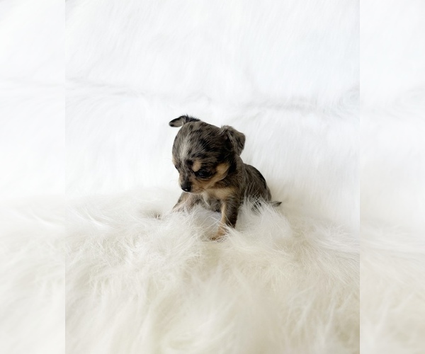 Medium Photo #2 Chihuahua Puppy For Sale in SACRAMENTO, CA, USA