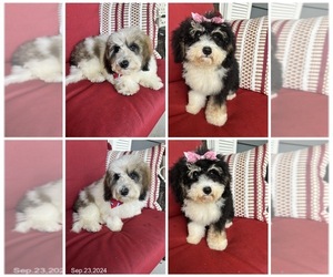 Miniature Bernedoodle Puppy for sale in RICHMOND, IL, USA