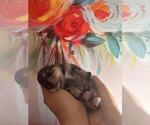 Small Photo #14 Schnauzer (Miniature) Puppy For Sale in LEHIGH ACRES, FL, USA