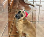 Small #2 Border Terrier-Chihuahua Mix
