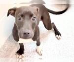 Small #1 Labrador Retriever