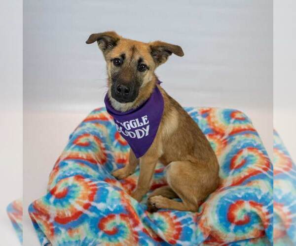 Medium Photo #3 Mutt Puppy For Sale in Kennesaw, GA, USA