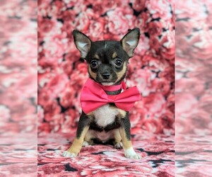 Chihuahua Puppy for sale in KIRKWOOD, PA, USA