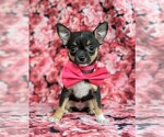 Small Photo #1 Chihuahua Puppy For Sale in KIRKWOOD, PA, USA