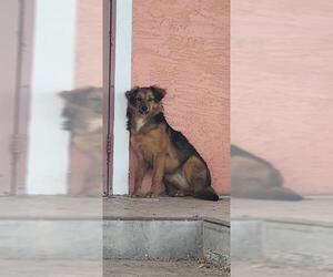 Mutt Dogs for adoption in San Antonio, TX, USA