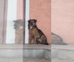 Small Mutt