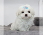 Small #3 Maltese