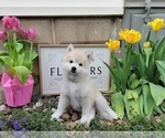 Small Photo #15 American Eskimo Dog-Pomsky Mix Puppy For Sale in NILES, OH, USA