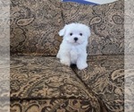Small #1 Maltese