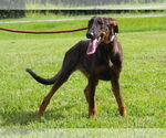 Small Doberman Pinscher