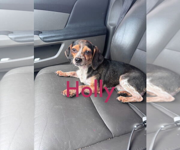 Medium Photo #1 Beagle-Chihuahua Mix Puppy For Sale in Cromwell, KY, USA