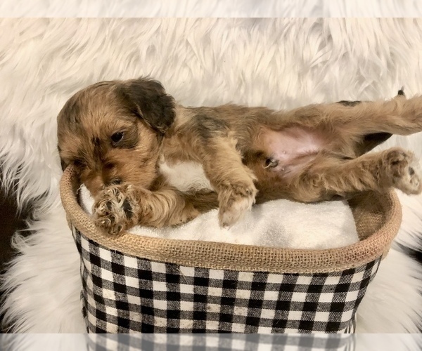 Medium Photo #7 Bernedoodle-Miniature Bernedoodle Mix Puppy For Sale in CHESILHURST, NJ, USA