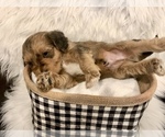 Small Photo #7 Bernedoodle-Miniature Bernedoodle Mix Puppy For Sale in CHESILHURST, NJ, USA