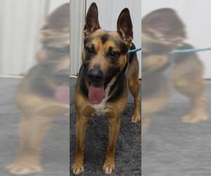 Mutt Dogs for adoption in Thief River Falls, MN, USA