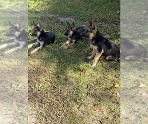 German Shepherd Dog Puppy for sale in ARMSTRONG, MO, USA