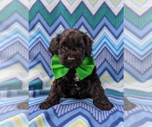 Cock-A-Poo Puppy for sale in BIRD IN HAND, PA, USA