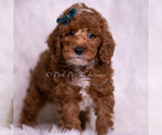 Small #3 Poodle (Toy)