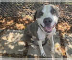Small #1 American Pit Bull Terrier Mix