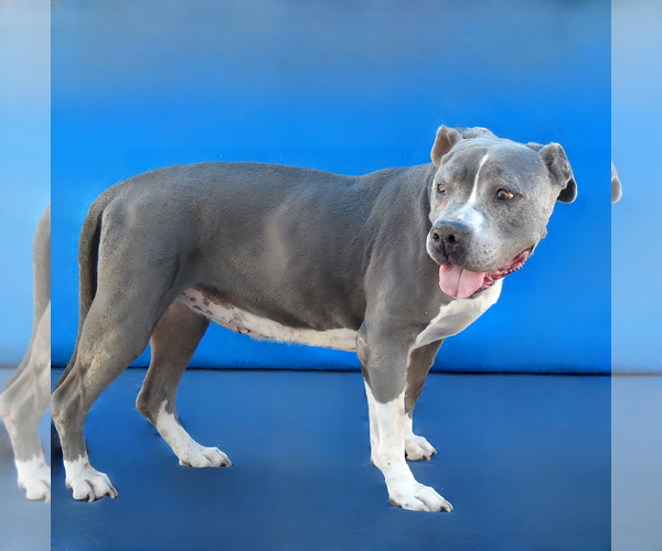 Medium Photo #2 Mutt Puppy For Sale in Pasadena, CA, USA